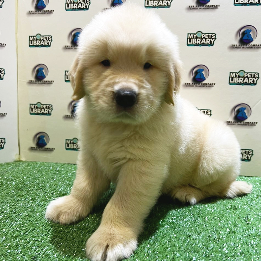 Golden Retriever Puppy (Male) For Sale