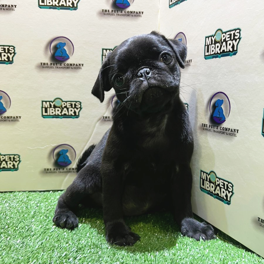 Pug Puppy (Female) For Sale