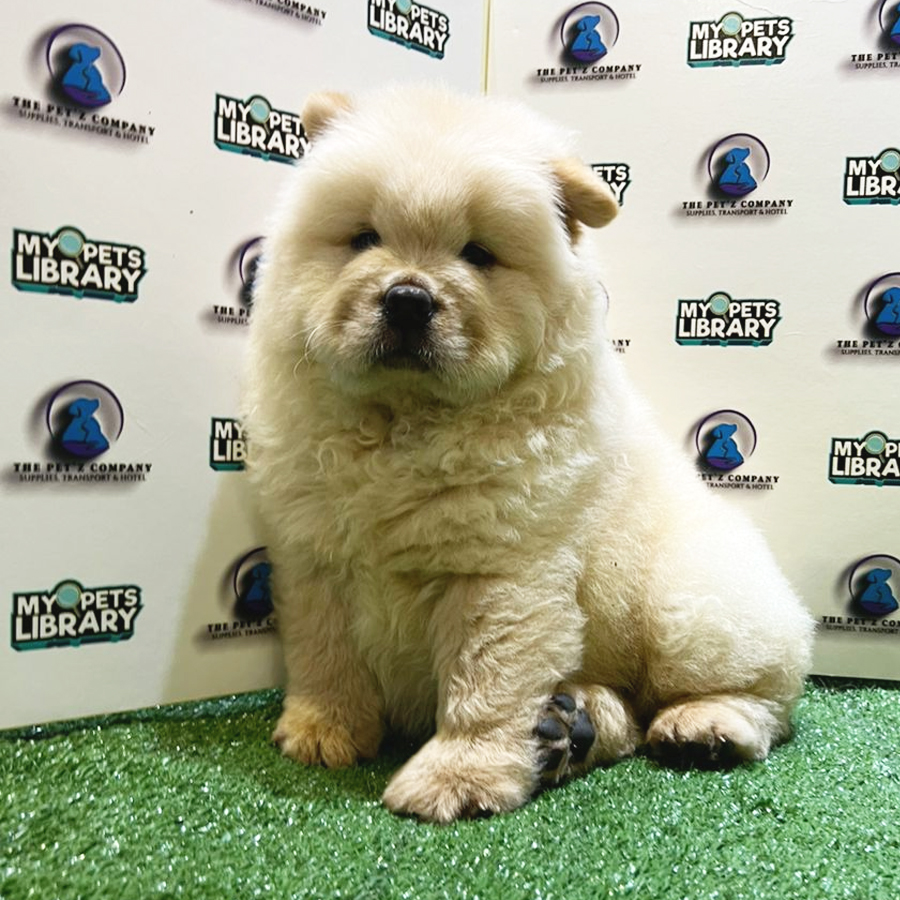 Chow Chow Puppy (Male) For Sale