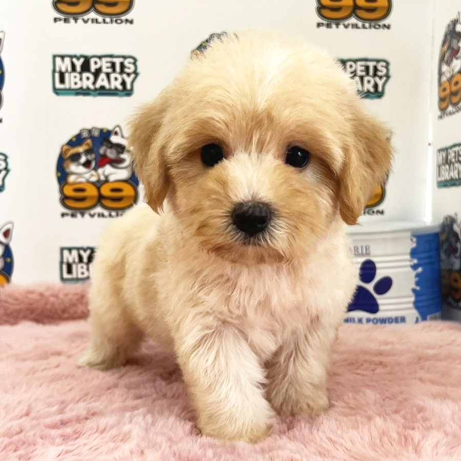 Maltipoo Puppy (Female) For Sale