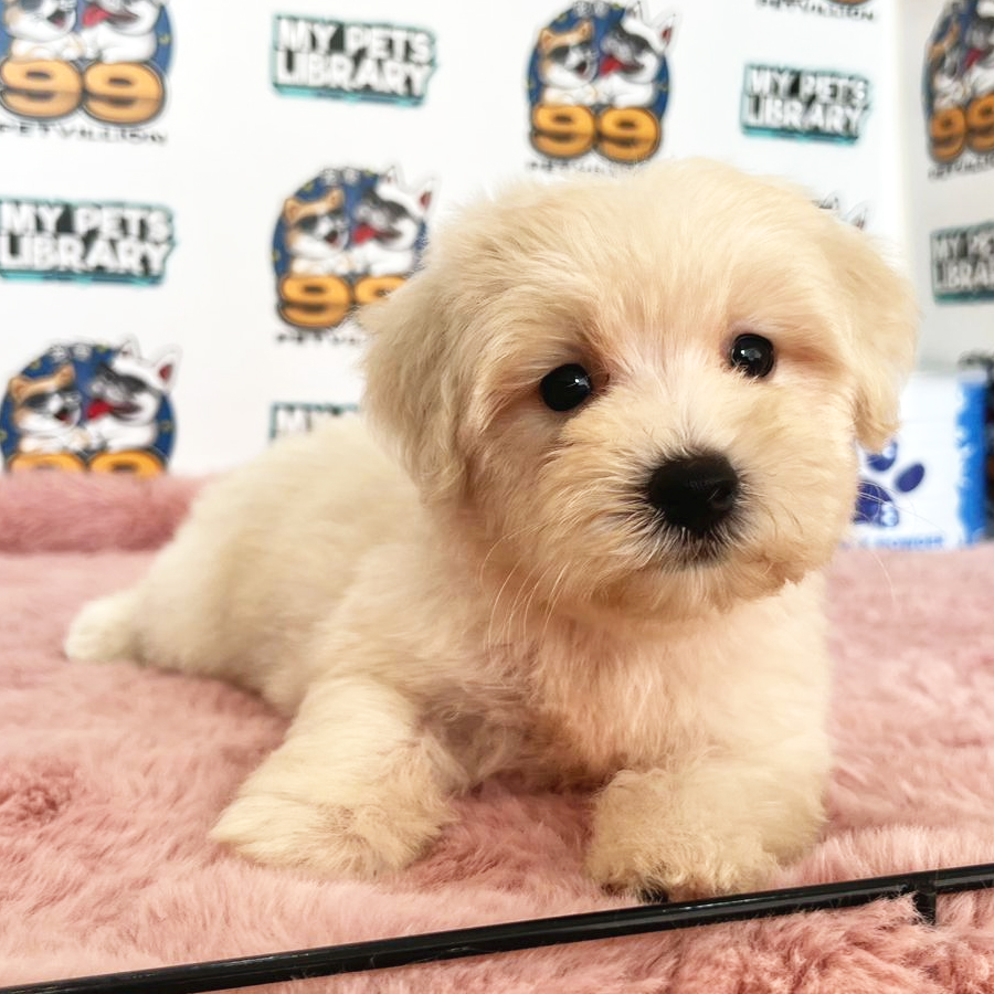 Maltipoo Puppy (Male) For Sale