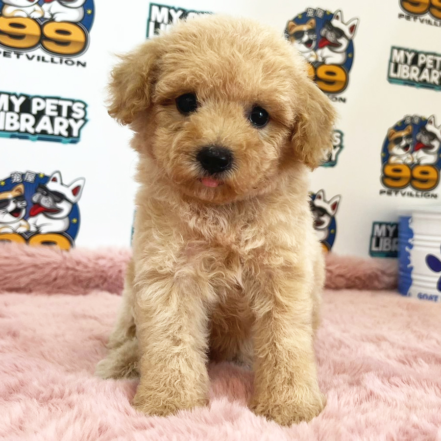 Toy Poodle Puppy (Female) For Sale