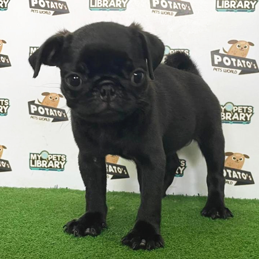 Pug Puppy (Female) For Sale