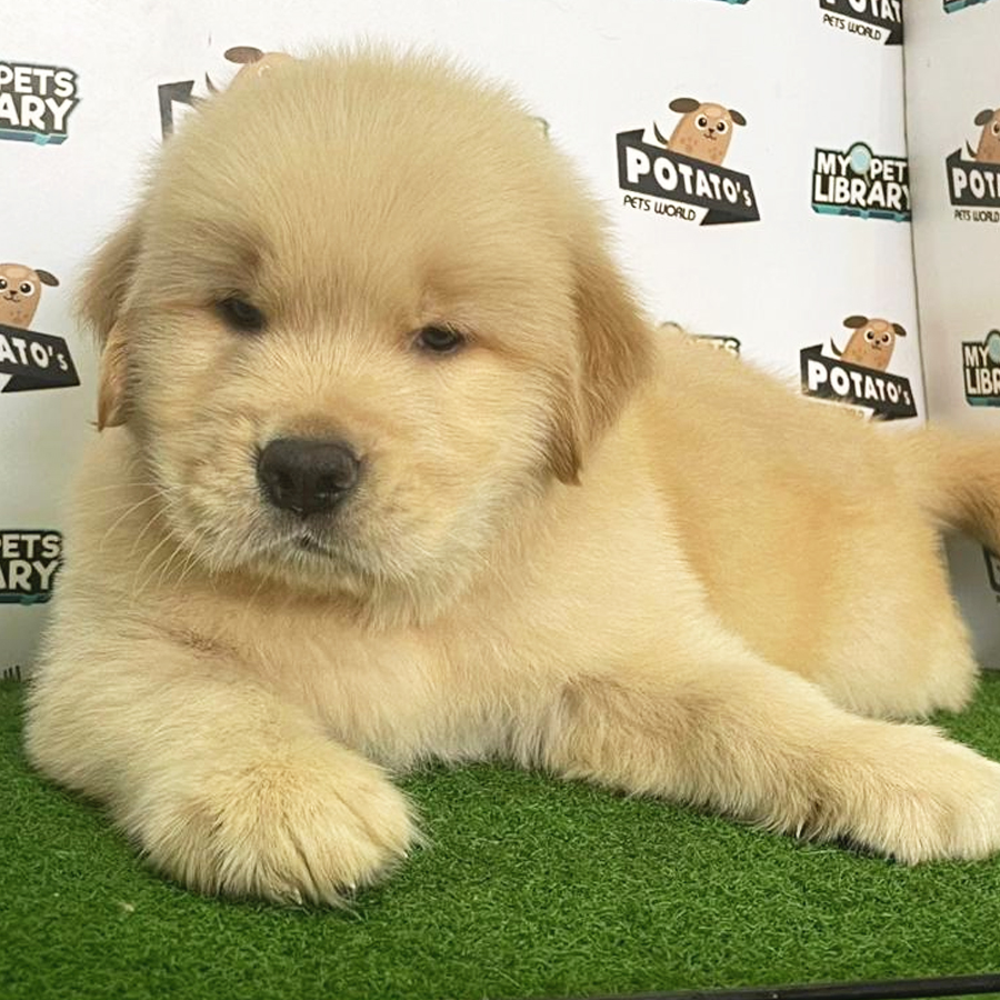 Golden Retriever Puppy (Male) For Sale