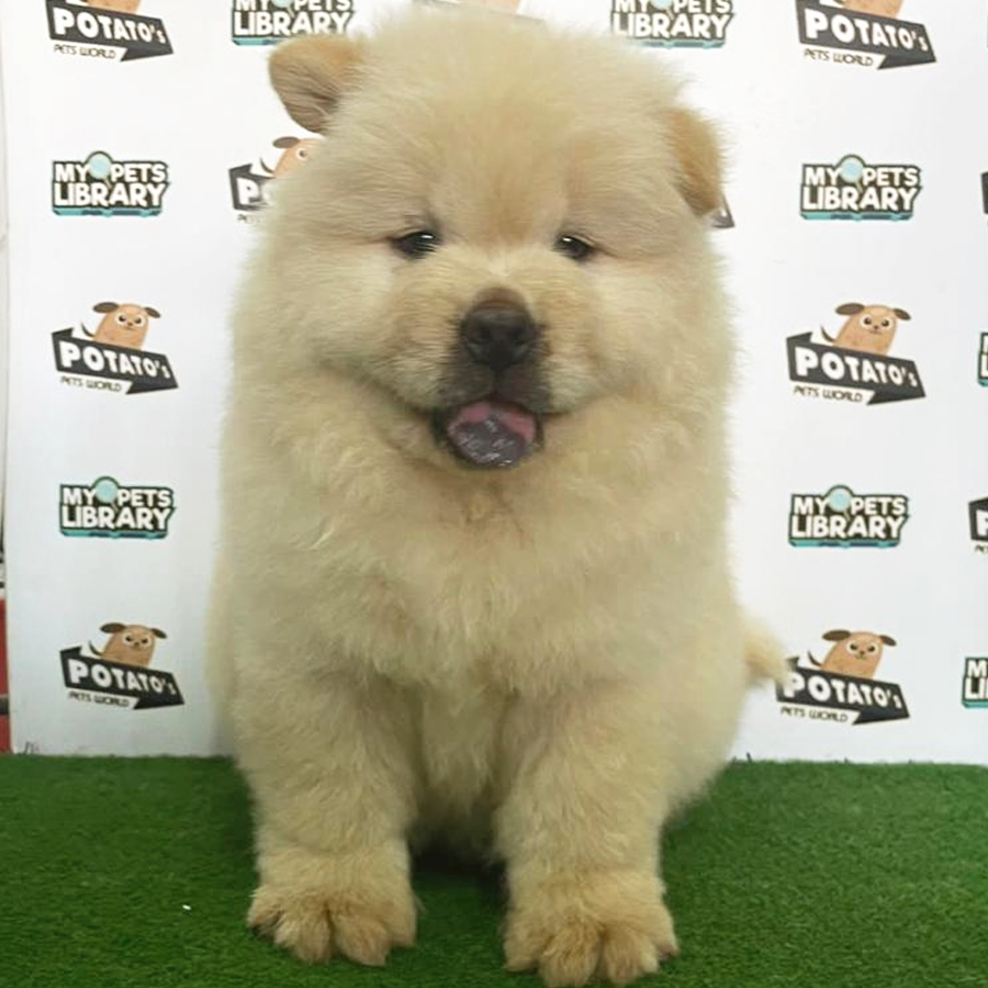 Chow Chow Puppy (Male) For Sale