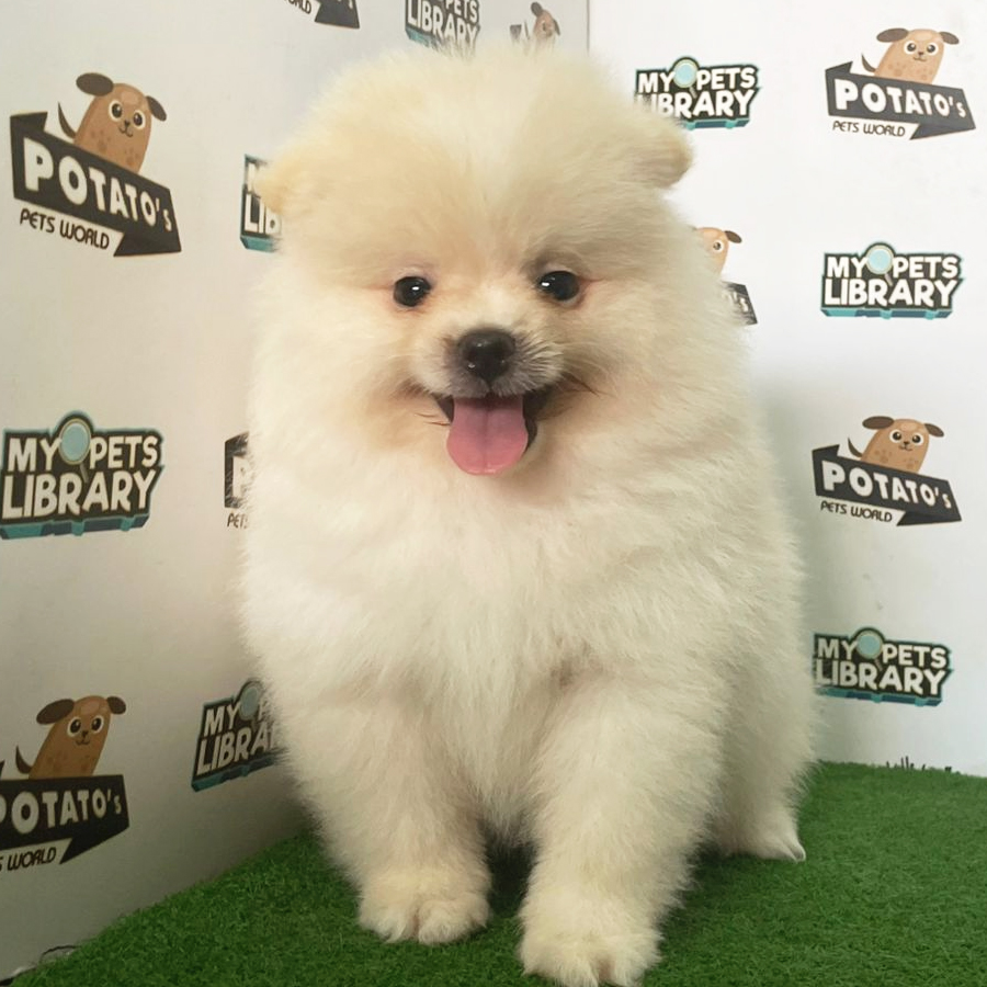 Pomeranian Puppy (Male) For Sale