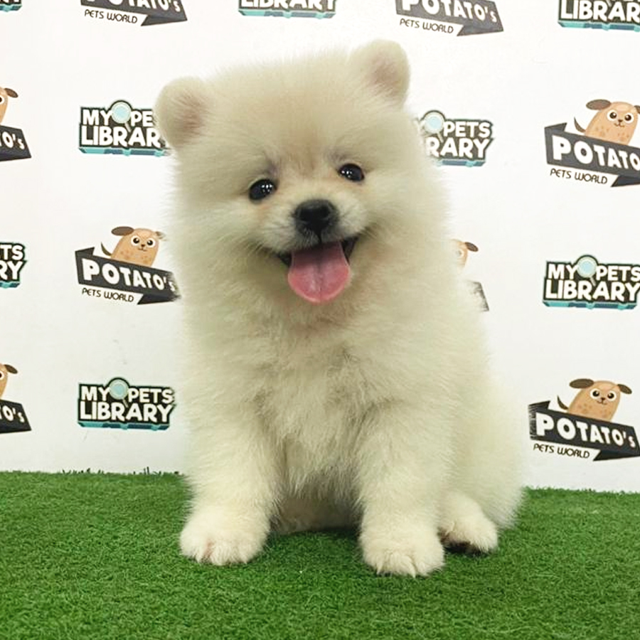 Pomeranian Puppy (Female) For Sale