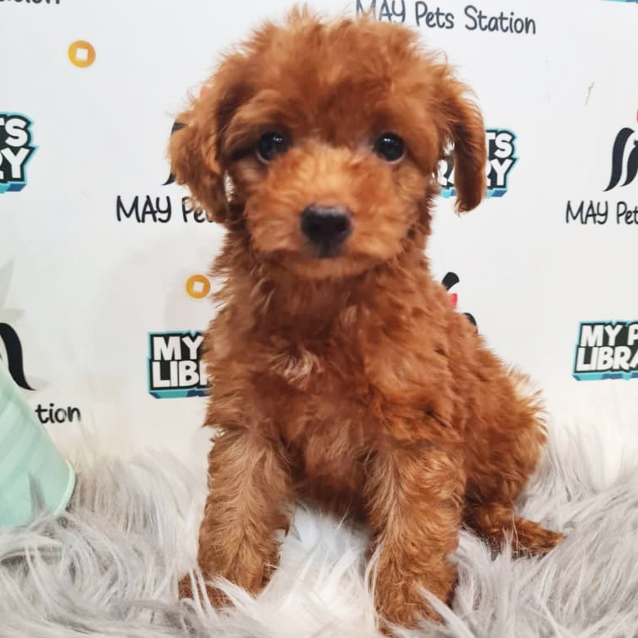 Toy Poodle Puppy (Male) For Sale