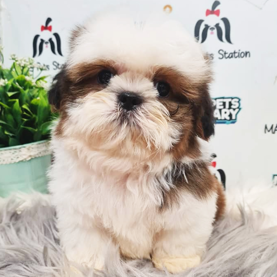 Shih Tzu Puppy (Male) For Sale