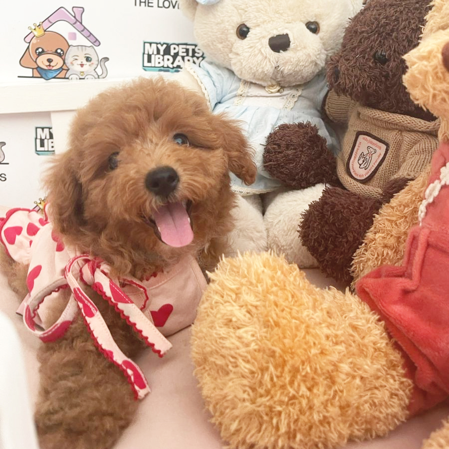Toy Poodle Puppy (Female) For Sale