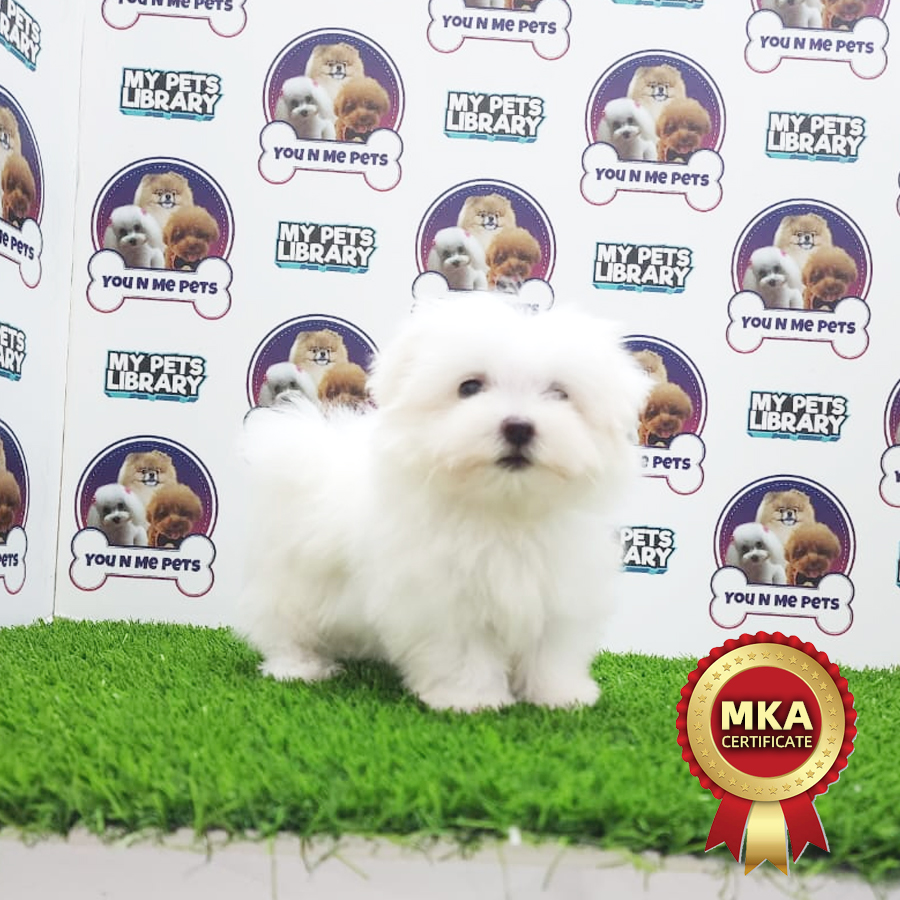MKA Tiny Maltese Puppy (Male) For Sale