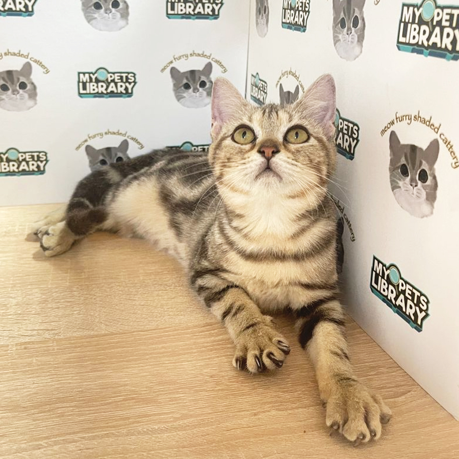 American Shorthair Kitten (Female) For Sale