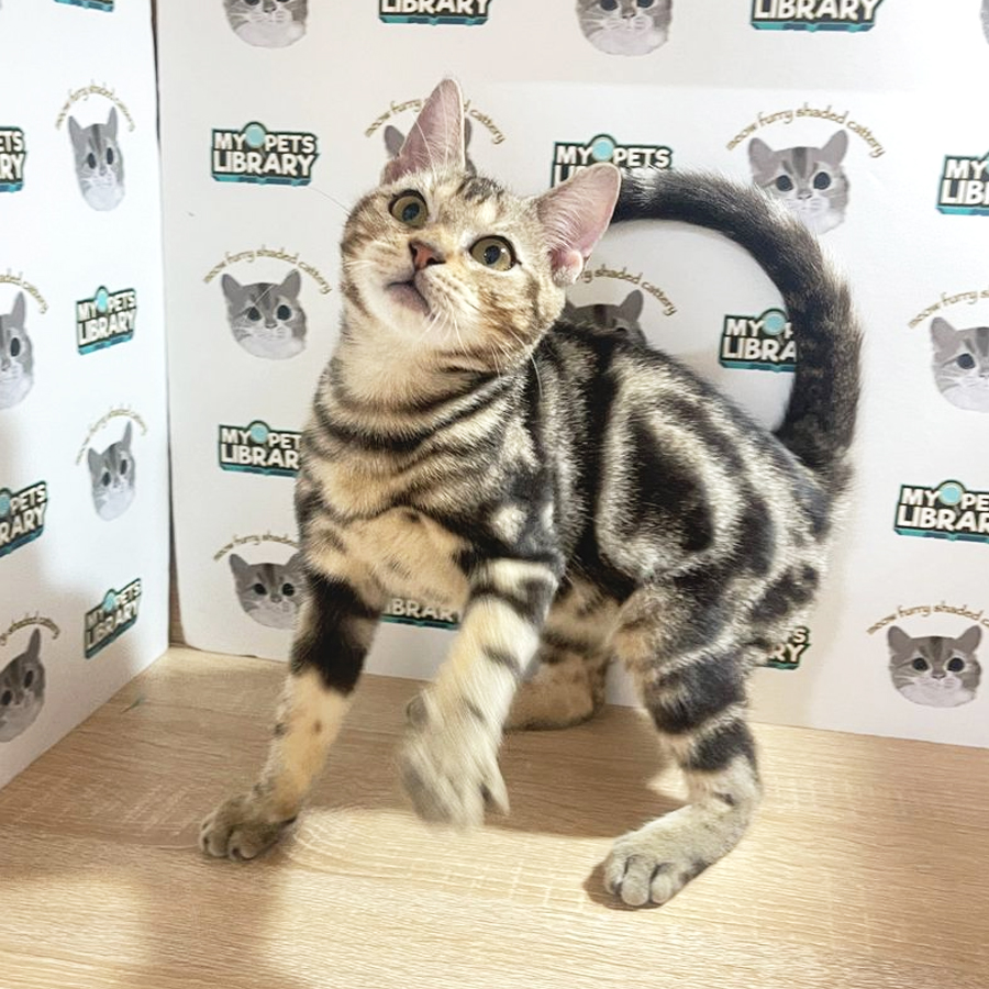 American Shorthair Kitten (Male) For Sale