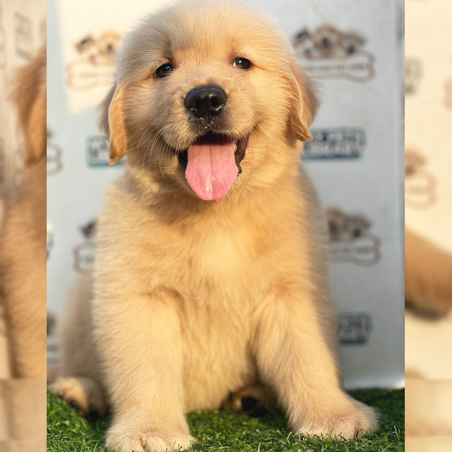 Golden Retriever Puppy (Male) For Sale