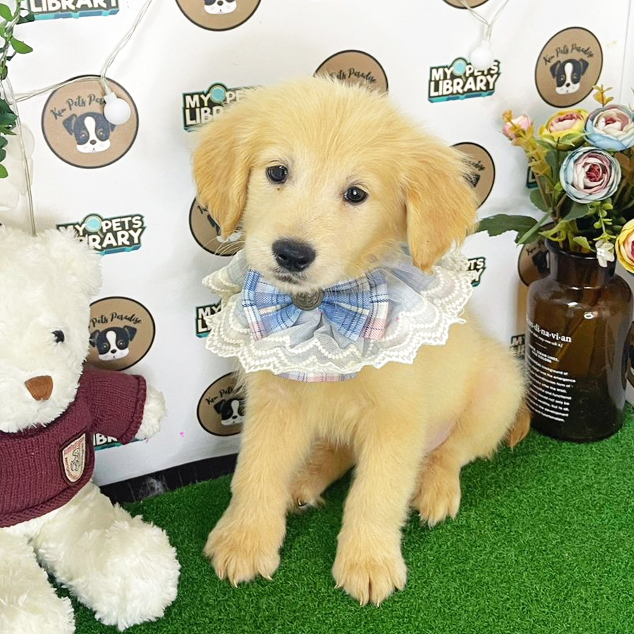 Golden Retriever Puppy (Male) For Sale
