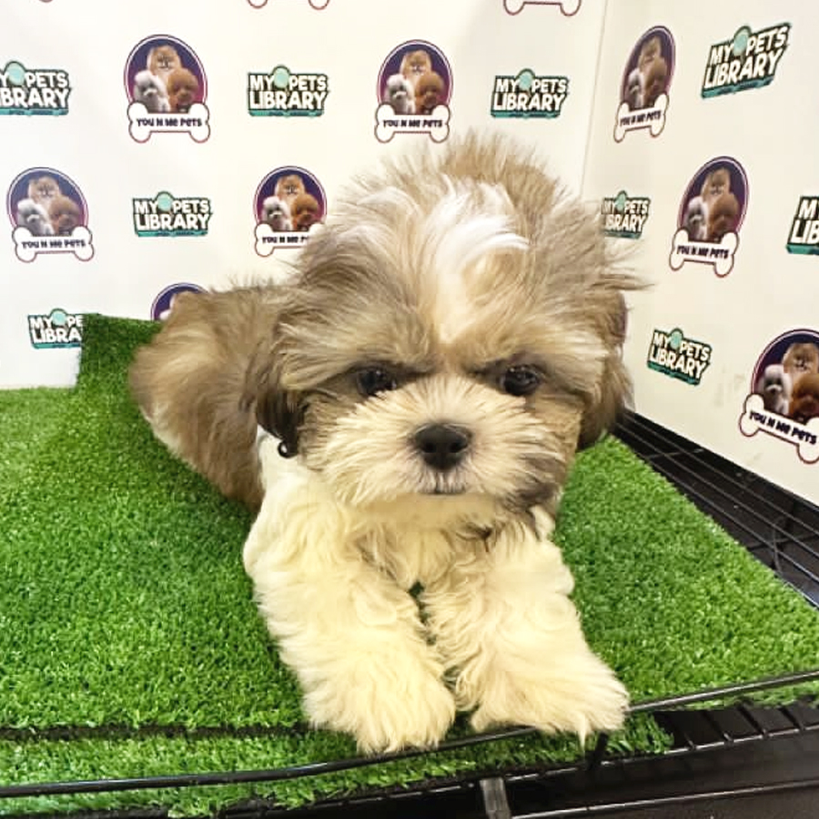 Shih Tzu Puppy (Female) For Sale