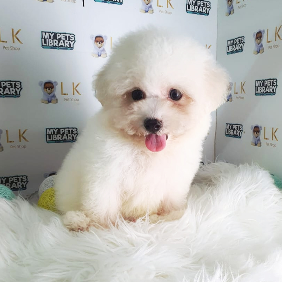Bichon Frise Puppy (Male) For Sale