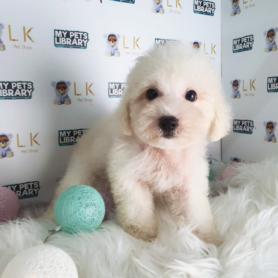 Maltipoo Puppy (Male) For Sale