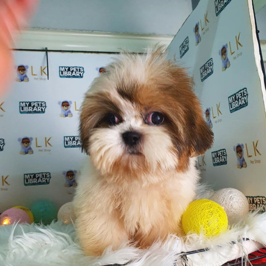 Shih Tzu Puppy (Male) For Sale