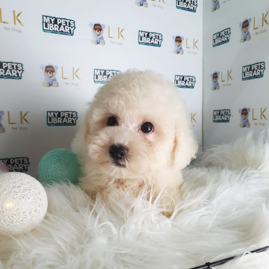 Toy Poodle Puppy (Male) For Sale