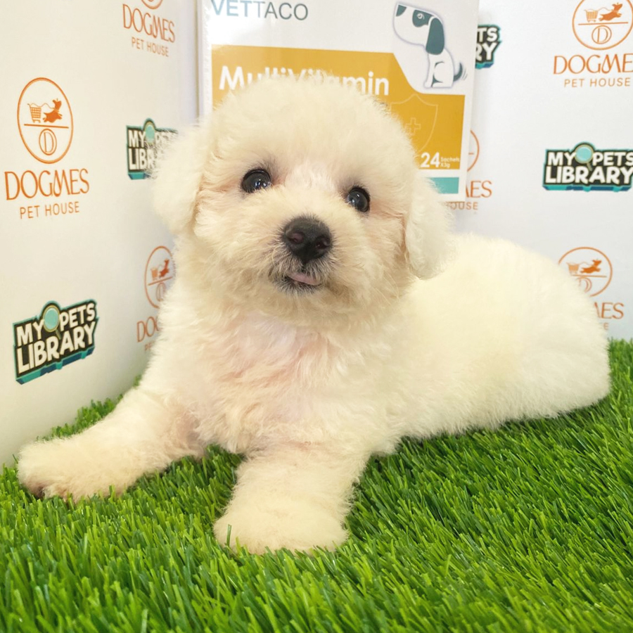 Toy Poodle Puppy (Male) For Sale