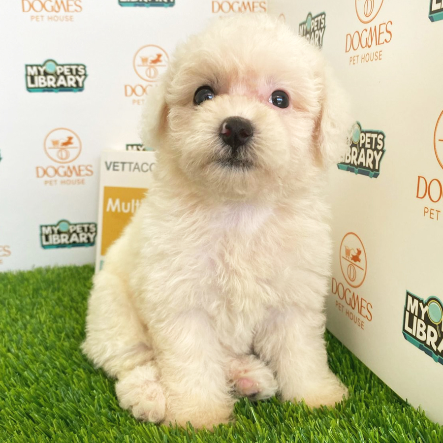Toy Poodle Puppy (Female) For Sale