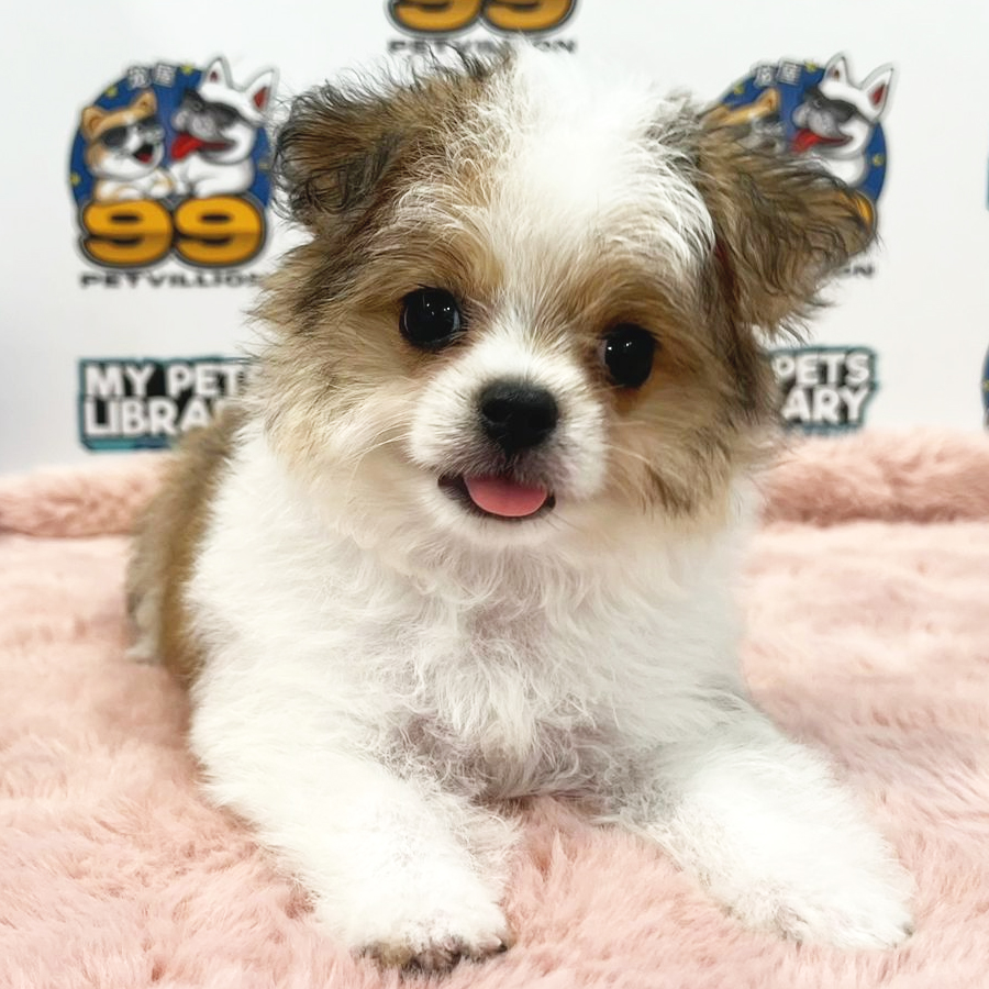 Maltese mix Chihuahua Puppy (Male) For Sale