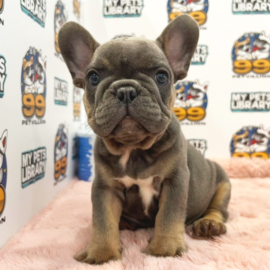 French Bulldog Puppy (Male) For Sale
