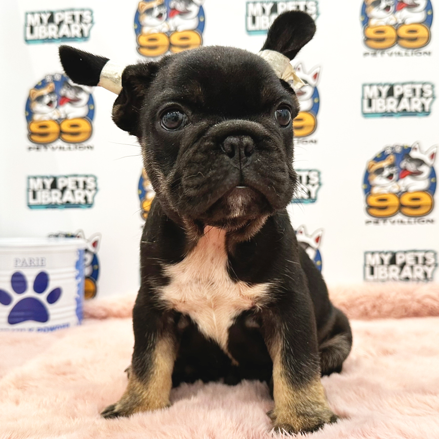 French Bulldog Puppy (Male) For Sale