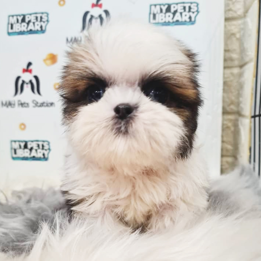 Shih Tzu Puppy (Male) For Sale