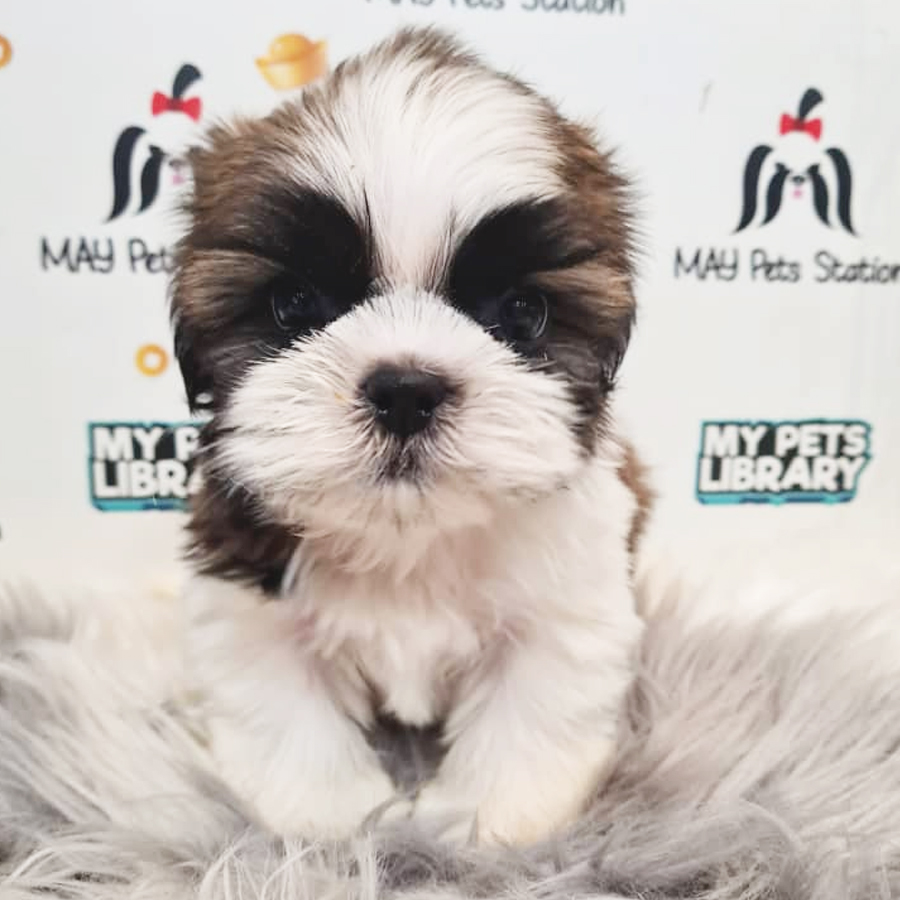 Shih Tzu Puppy (Male) For Sale