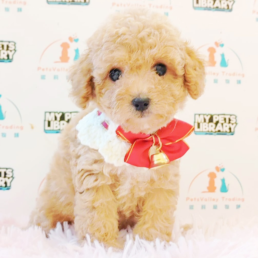 Toy Poodle Puppy (Male) For Sale