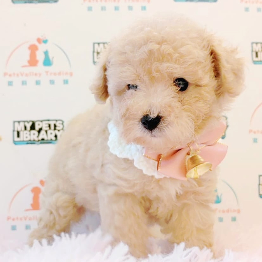 Toy Poodle Puppy (Female) For Sale