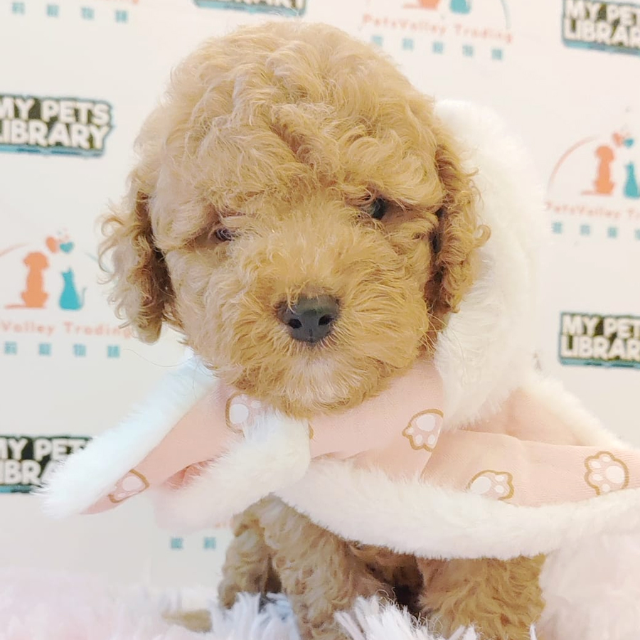 Toy Poodle Puppy (Male) For Sale