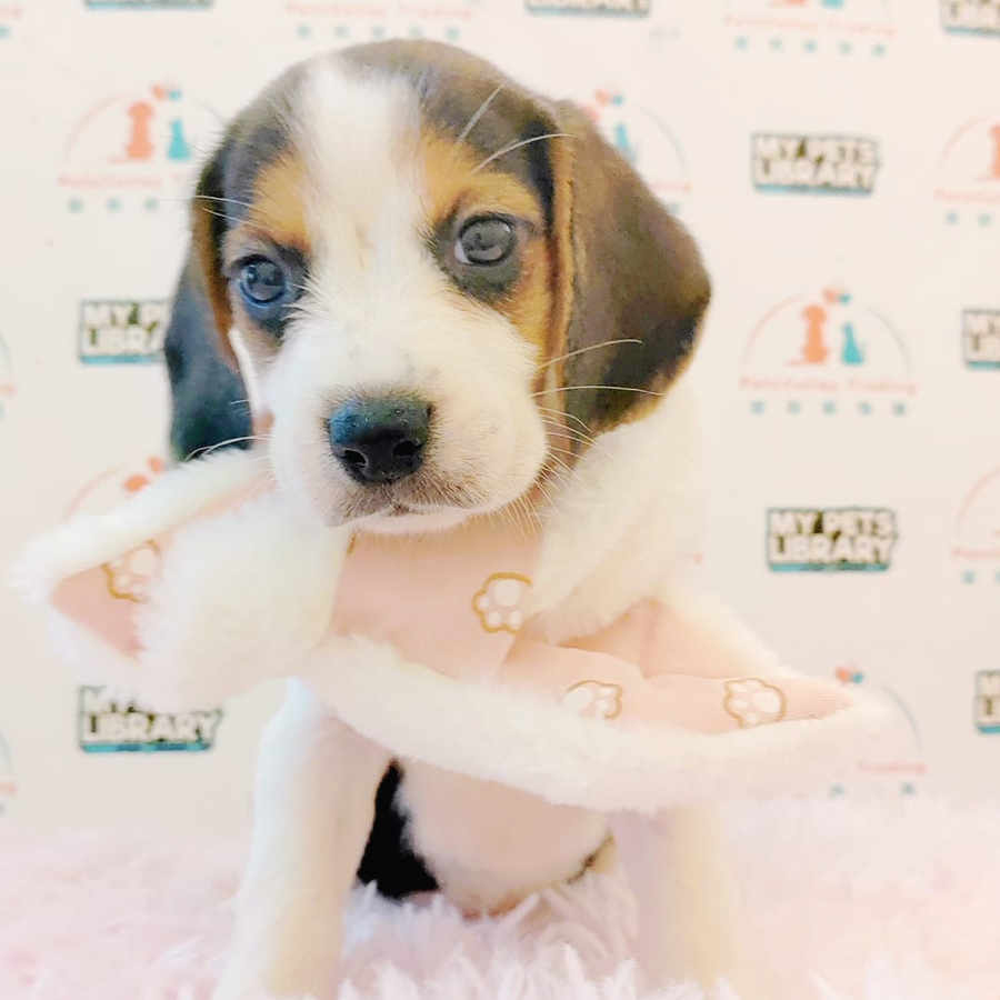 Beagle Puppy (Female) For Sale