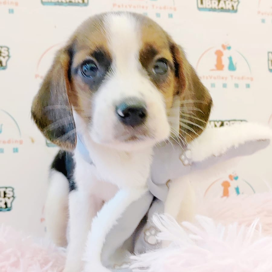 Beagle Puppy (Male) For Sale