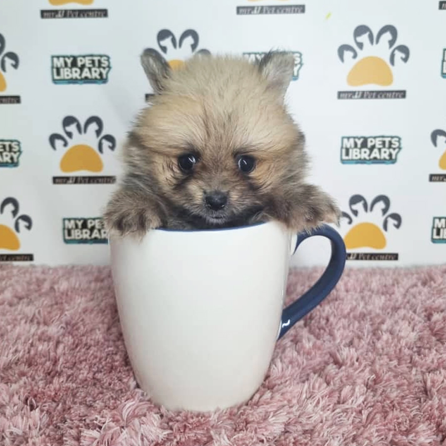 Teacup Pomeranian Puppy (Female) For Sale