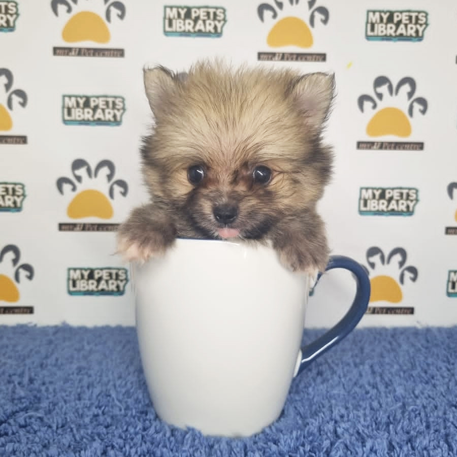 Teacup Pomeranian Puppy (Male) For Sale