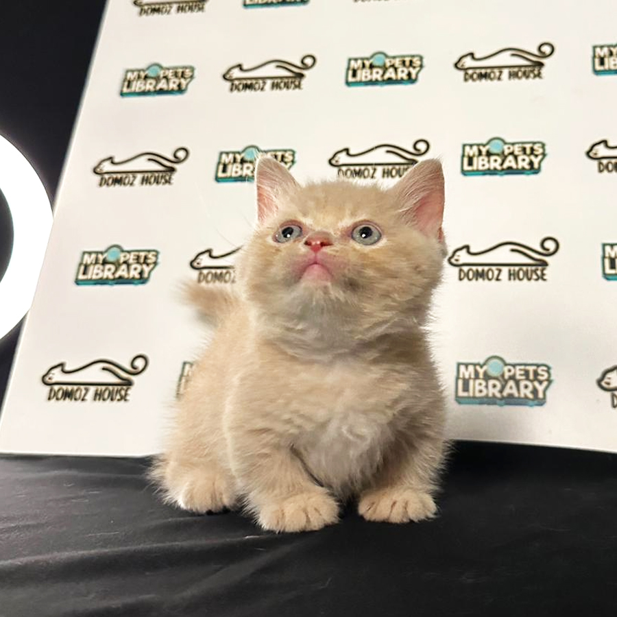 Supershort Munchkin Kitten (Male) For Sale