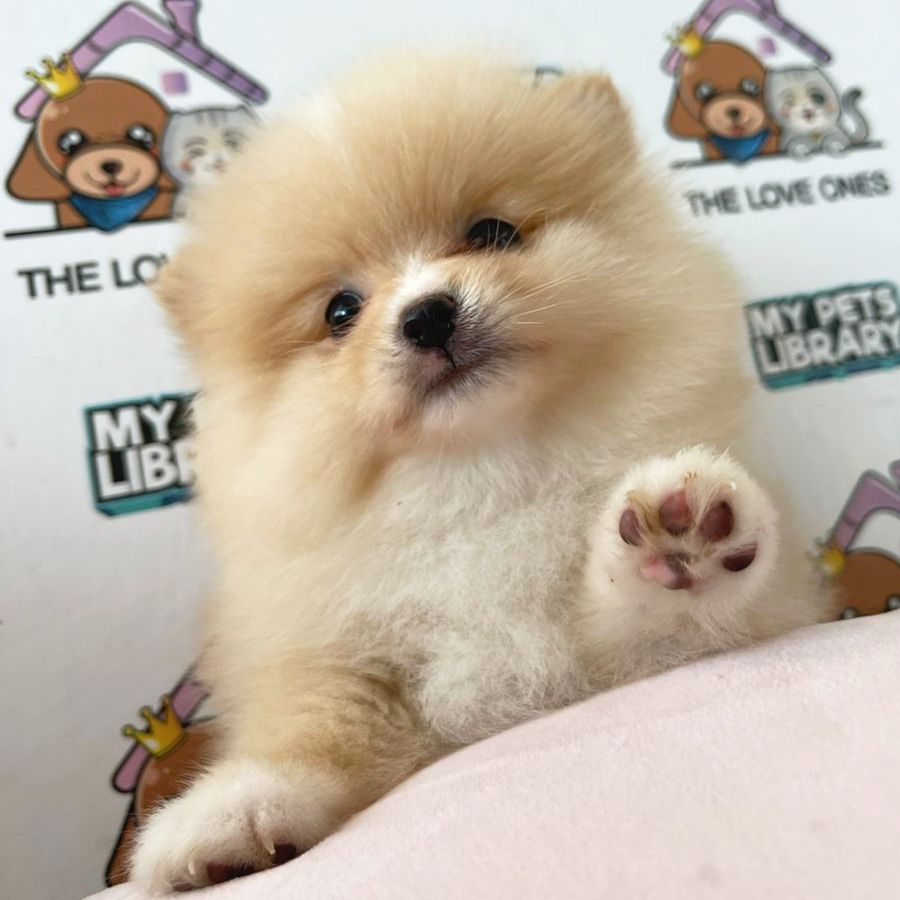 Tiny Pomeranian Puppy (Female) For Sale