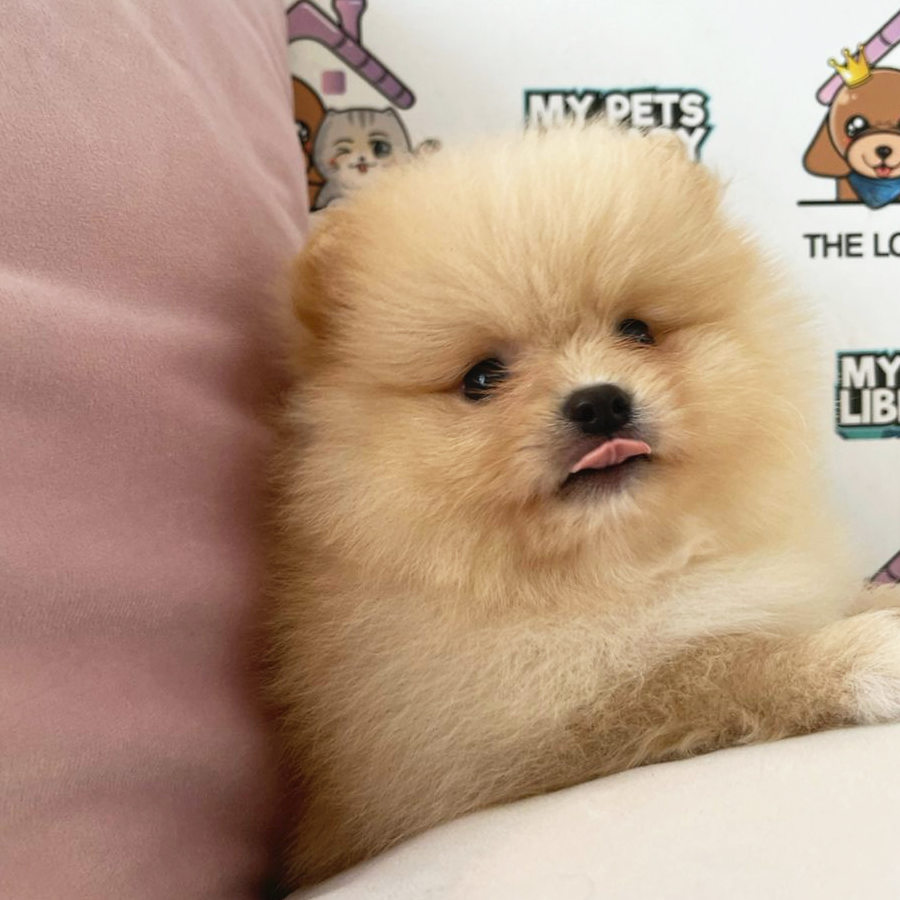 Tiny Pomeranian Puppy (Male) For Sale