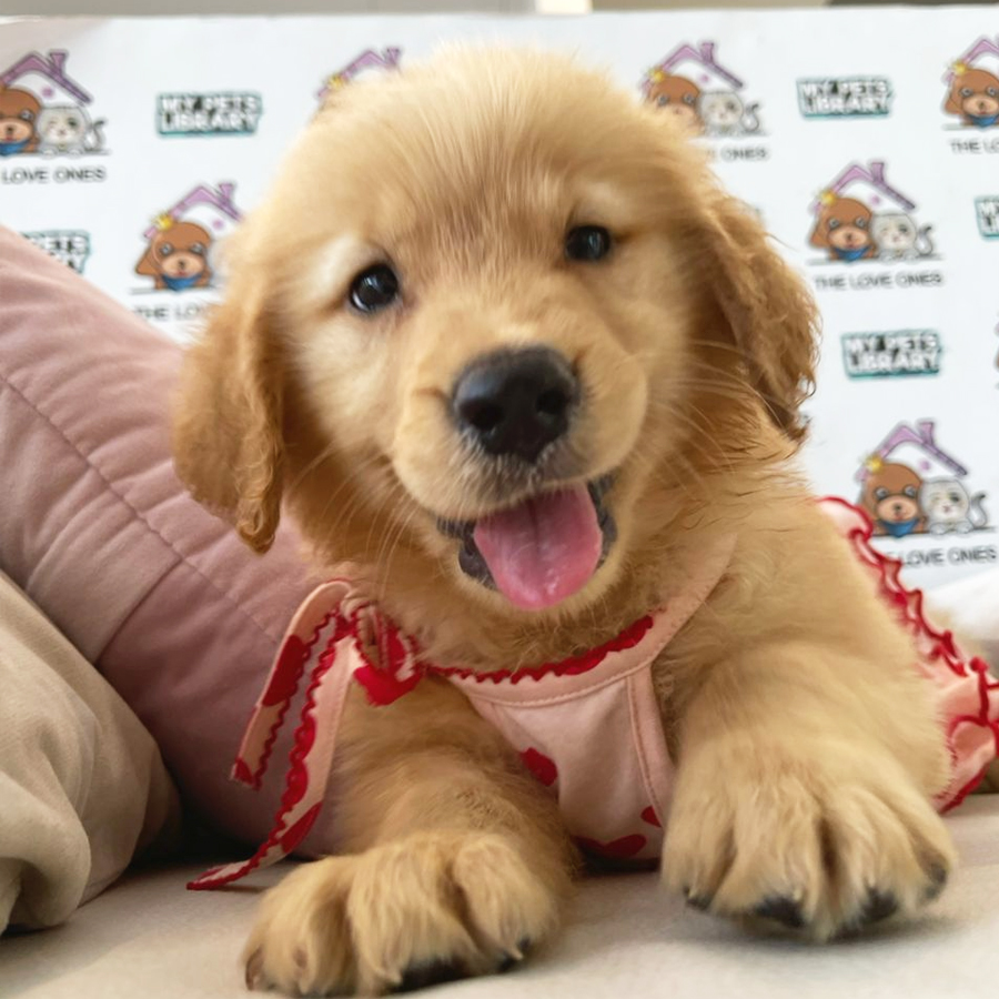 Golden Retriever Puppy (Female) For Sale