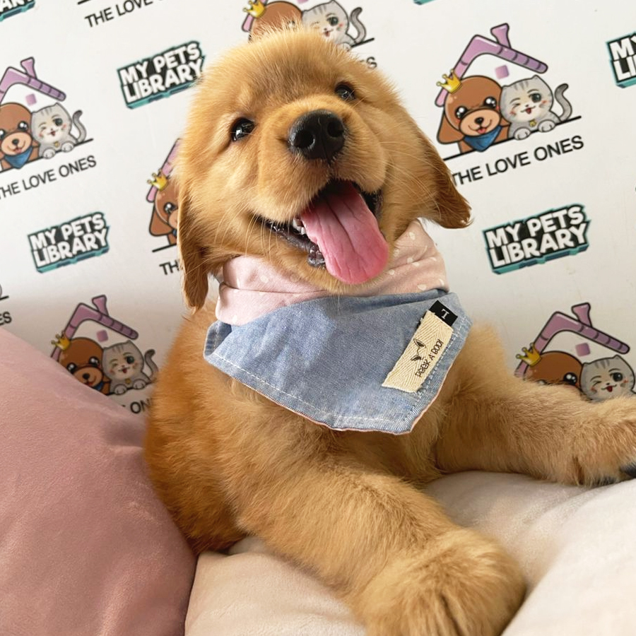 Golden Retriever Puppy (Male) For Sale