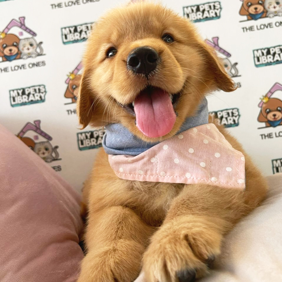 Golden Retriever Puppy (Female) For Sale