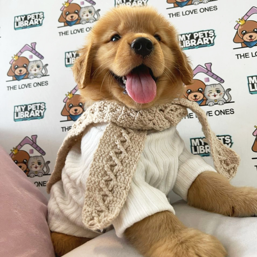 Golden Retriever Puppy (Male) For Sale