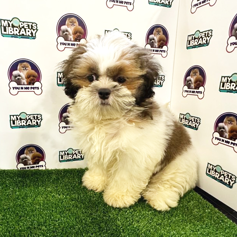 Shih Tzu Puppy (Male) For Sale