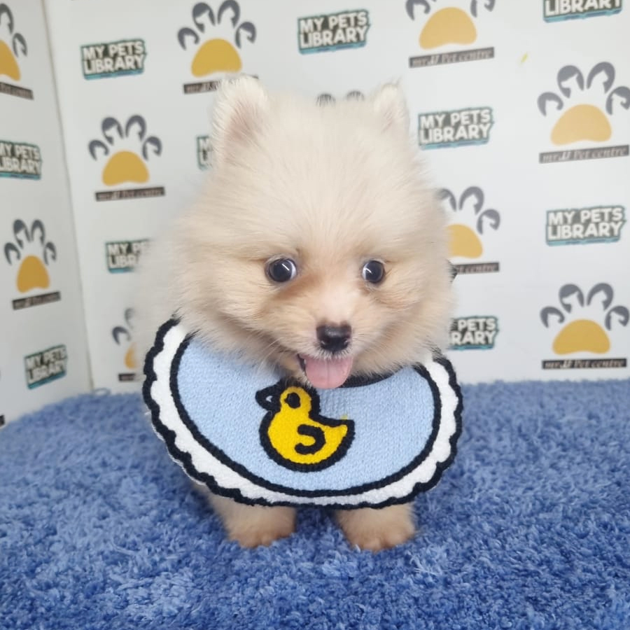 Tiny Pomeranian Puppy (Male) For Sale