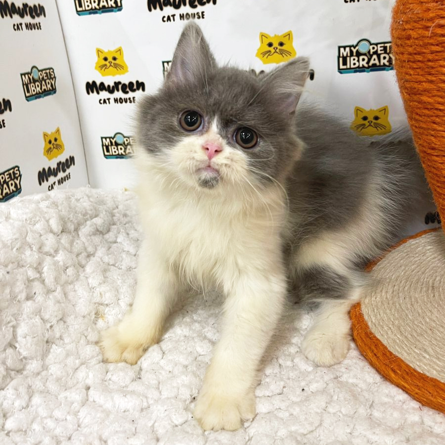 British Longahir Kitten (Male) For Sale