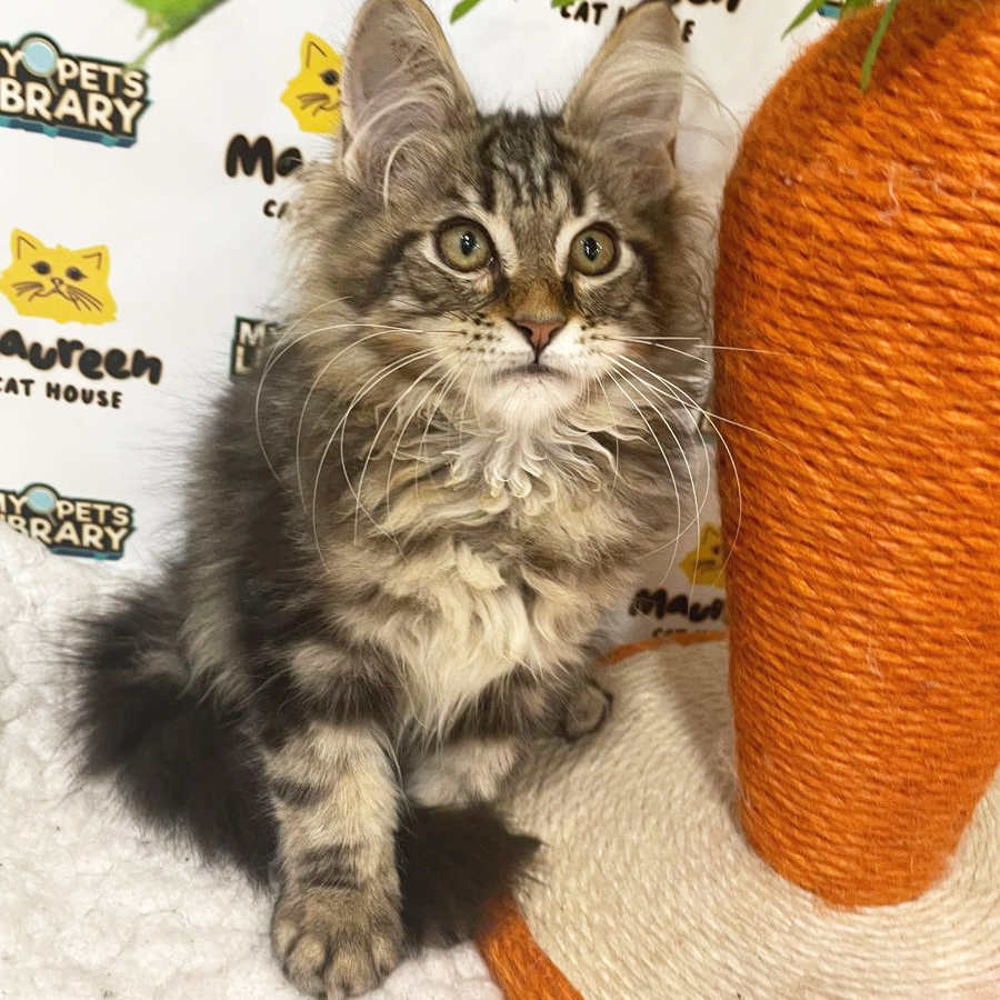 Mainecoon Kitten (Female) For Sale