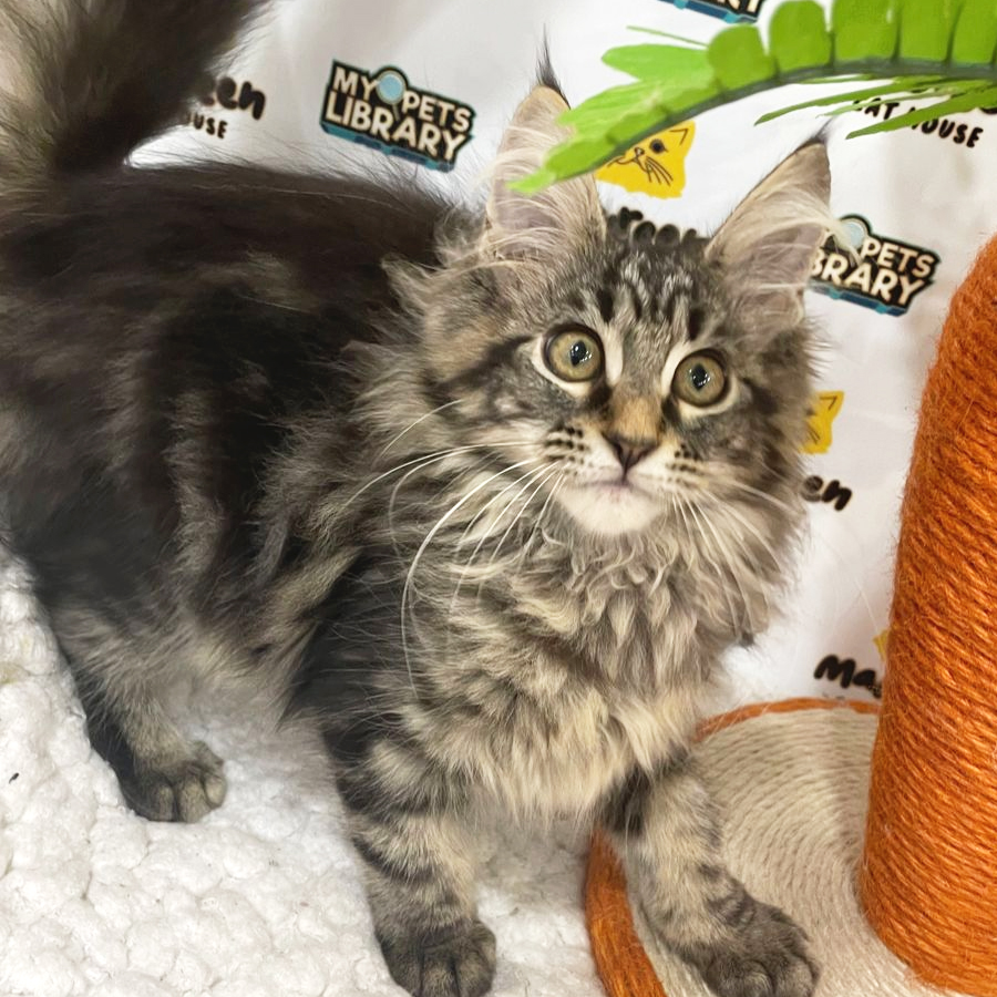 Mainecoon Kitten (Female) For Sale